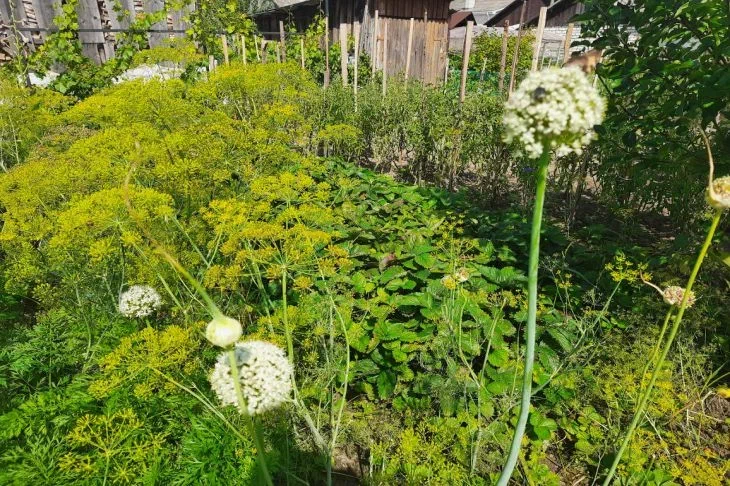 Зачем нужна полынь в огороде – дачники сажают специально – результат удивит всех