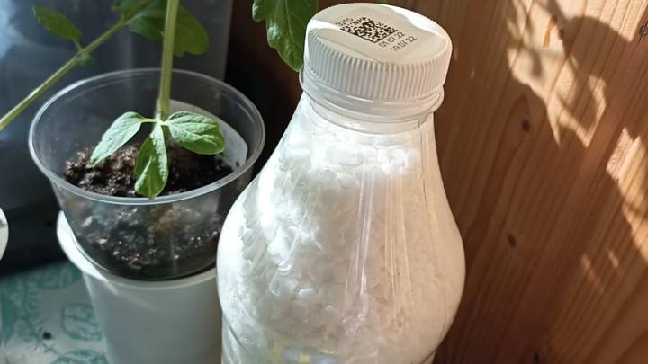 Скорая помощь чахлой рассаде! Томаты воспрянут и станут сильными