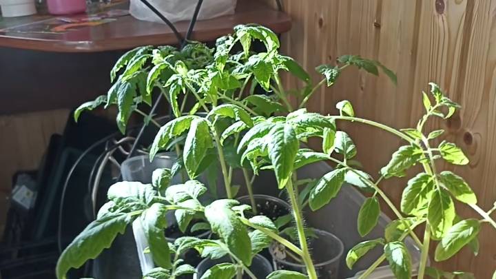 Скорая помощь чахлой рассаде! Томаты воспрянут и станут сильными