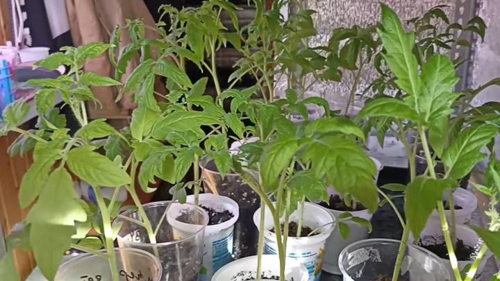 Скорая помощь чахлой рассаде! Томаты воспрянут и станут сильными