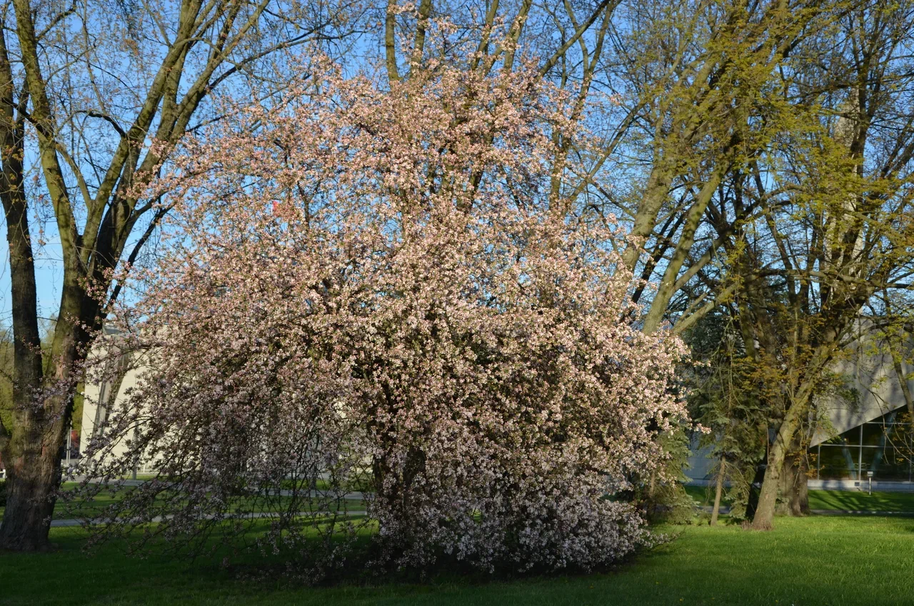 Какие работы нужно запланировать в саду в мае: план действий по пунктам Какие работы нужно запланировать в саду в мае: план действий по пунктам