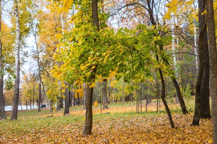 Как избавиться от клена на участке: что советуют дачники