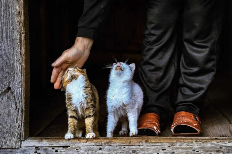 15+ фотографий, демонстрирующих чудеса нашей планеты: улыбки и мгновения жизни