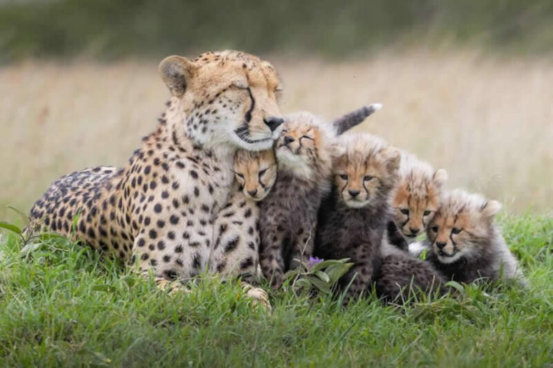 15+ фотографий, демонстрирующих чудеса нашей планеты: улыбки и мгновения жизни